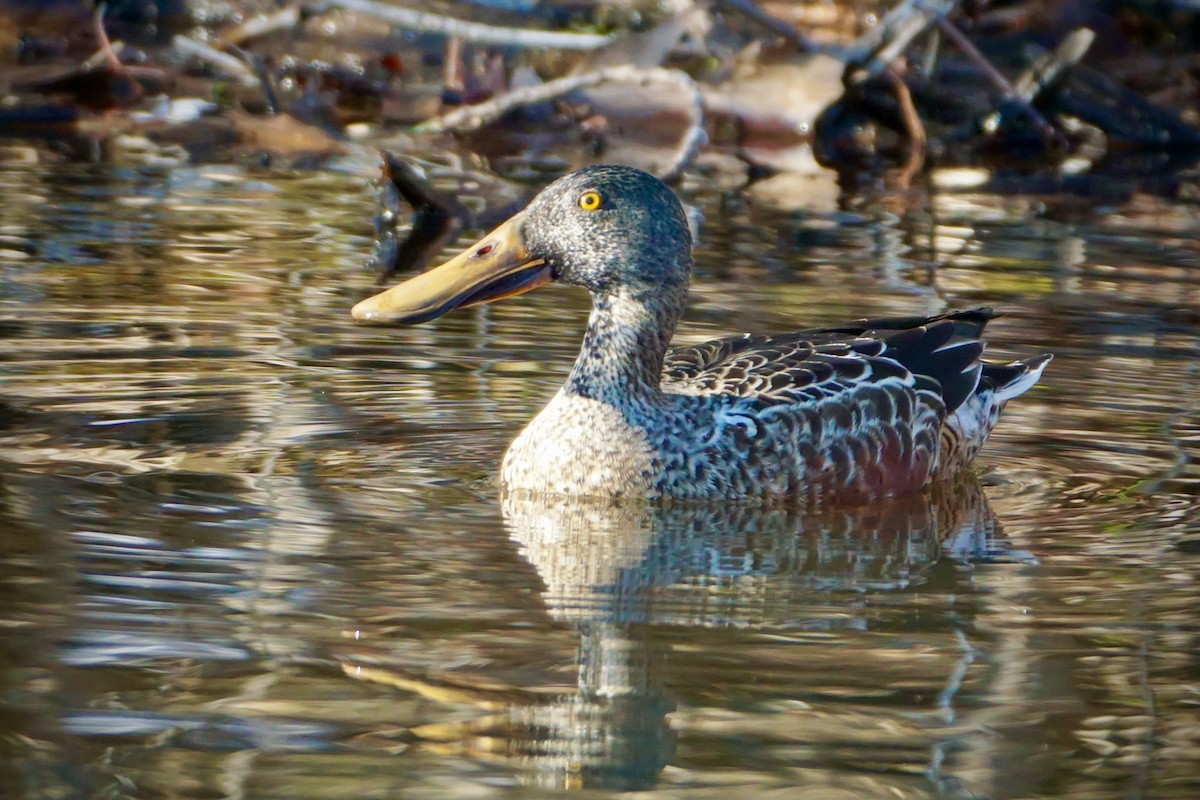 Northern Shoveler - Laura Sisitzky