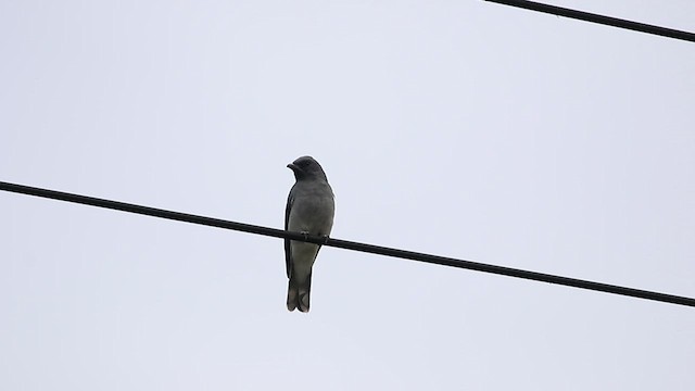 Large Cuckooshrike - ML512719791