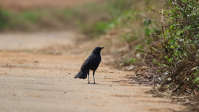 Blue Whistling-Thrush - ML512720511