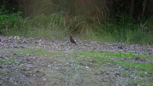 Chinese Blackbird - ML512720951