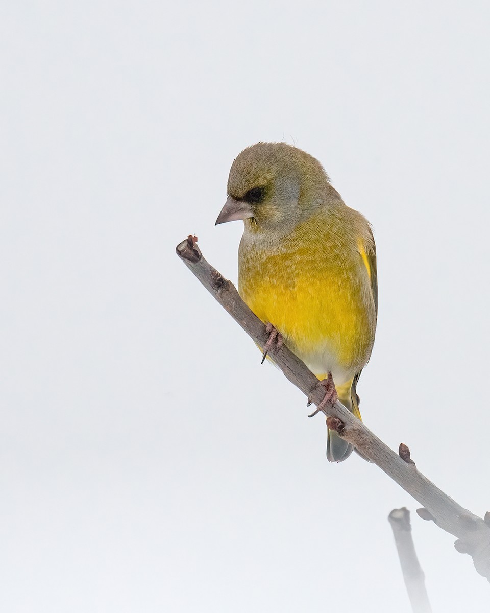 European Greenfinch - ML512721781
