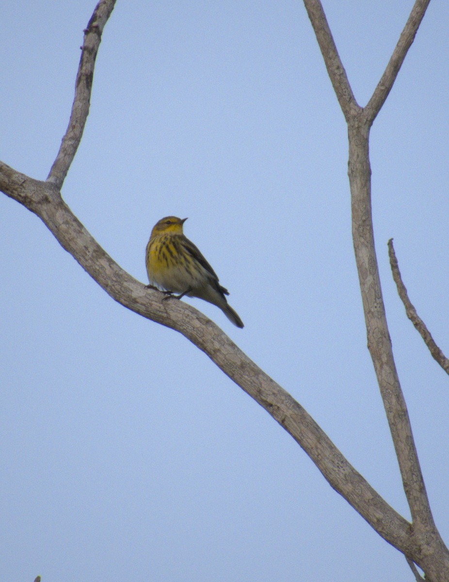 Cape May Warbler - Jes Christian Bech