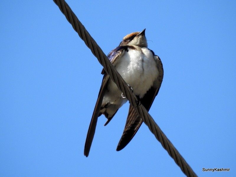 Wire-tailed Swallow - Jagjit singh