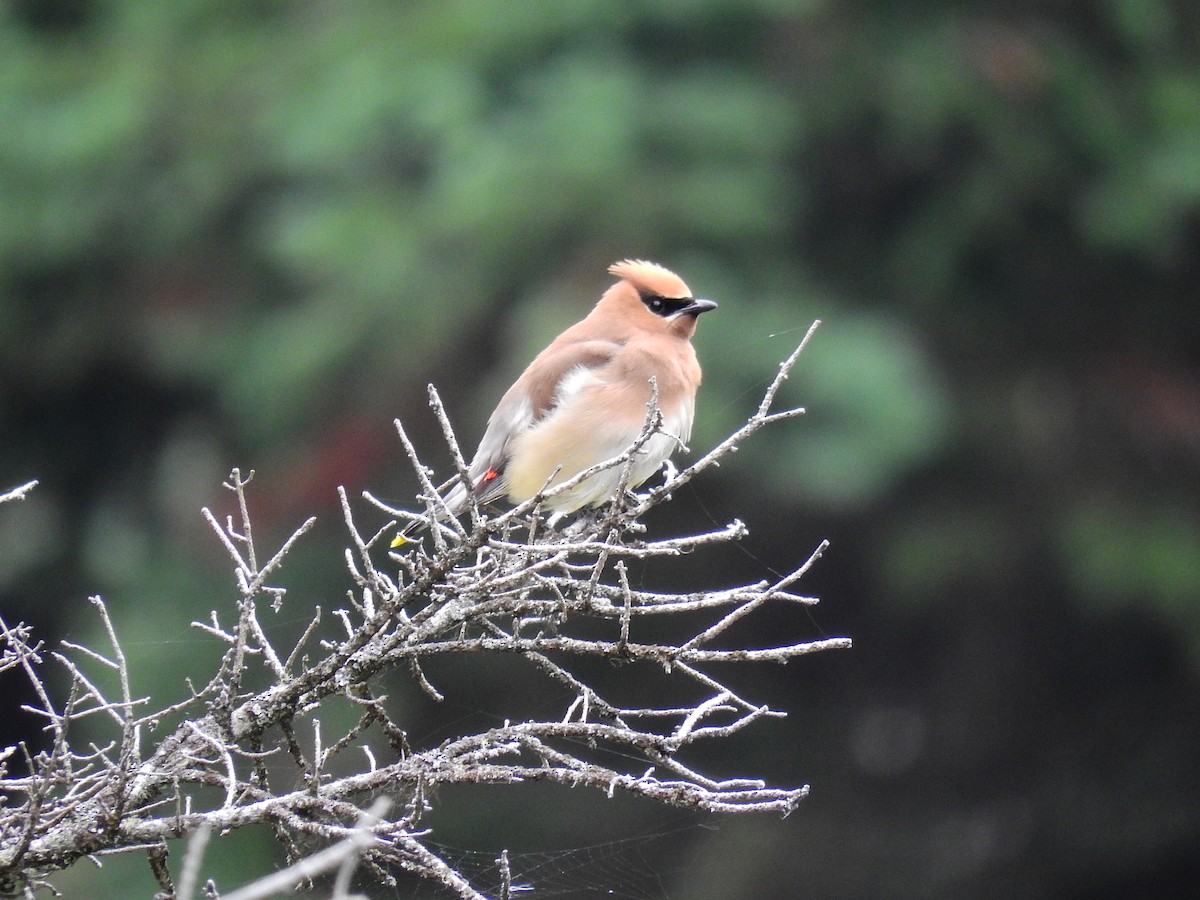 Cedar Waxwing - ML512723521