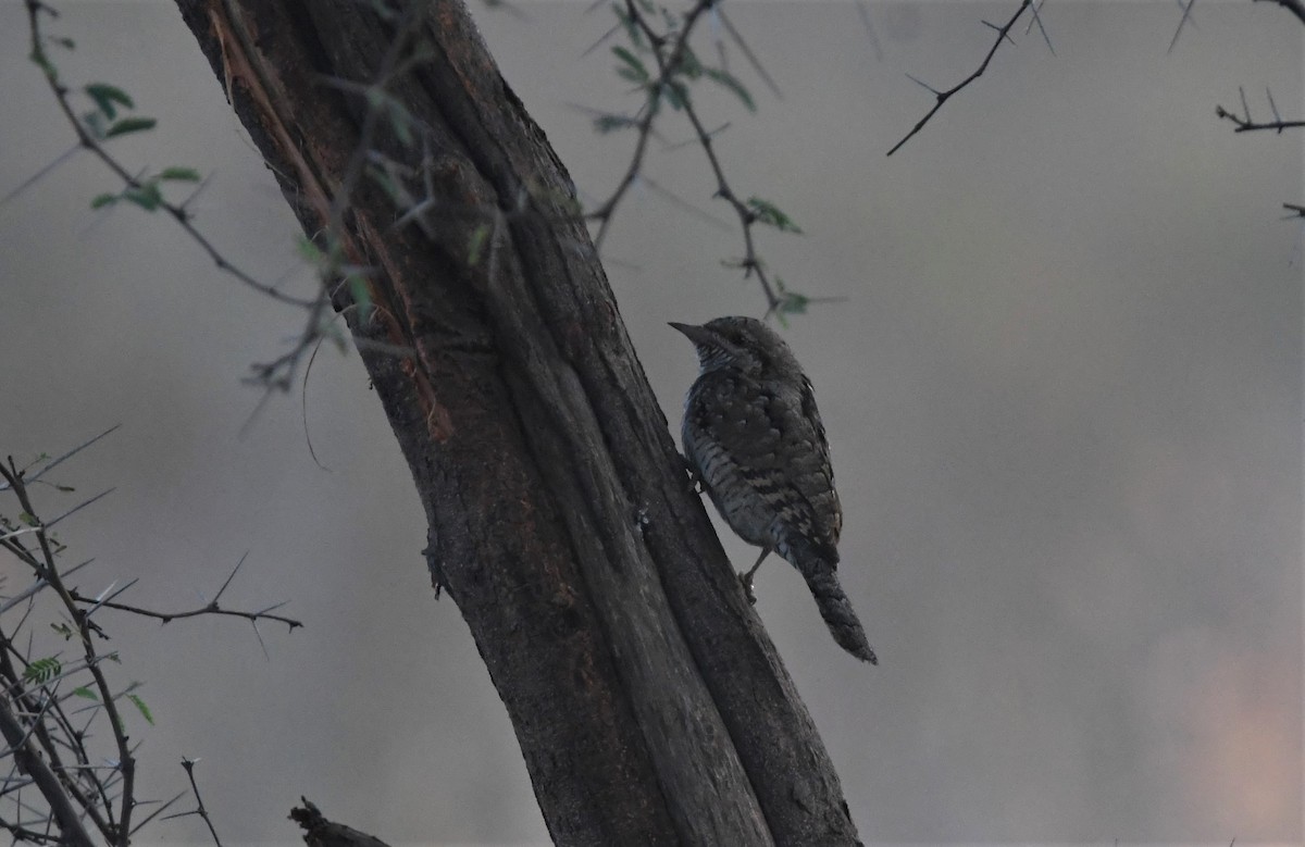 Eurasian Wryneck - vinita sangwan