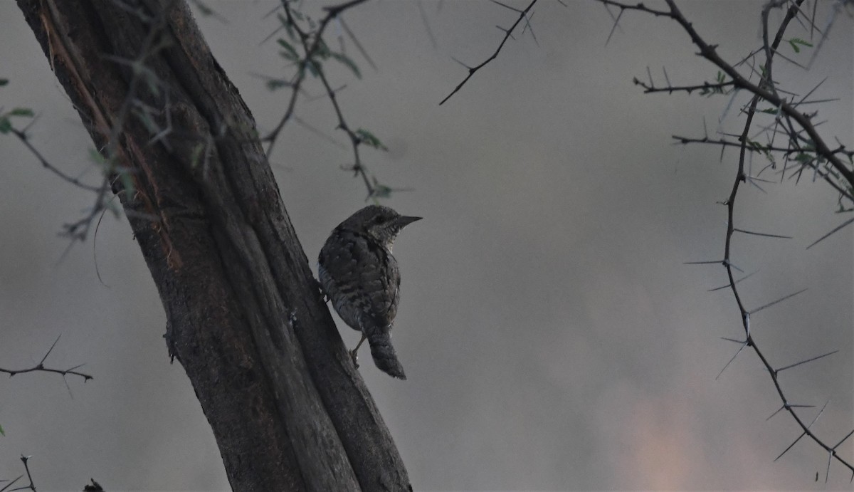 Eurasian Wryneck - ML512724141