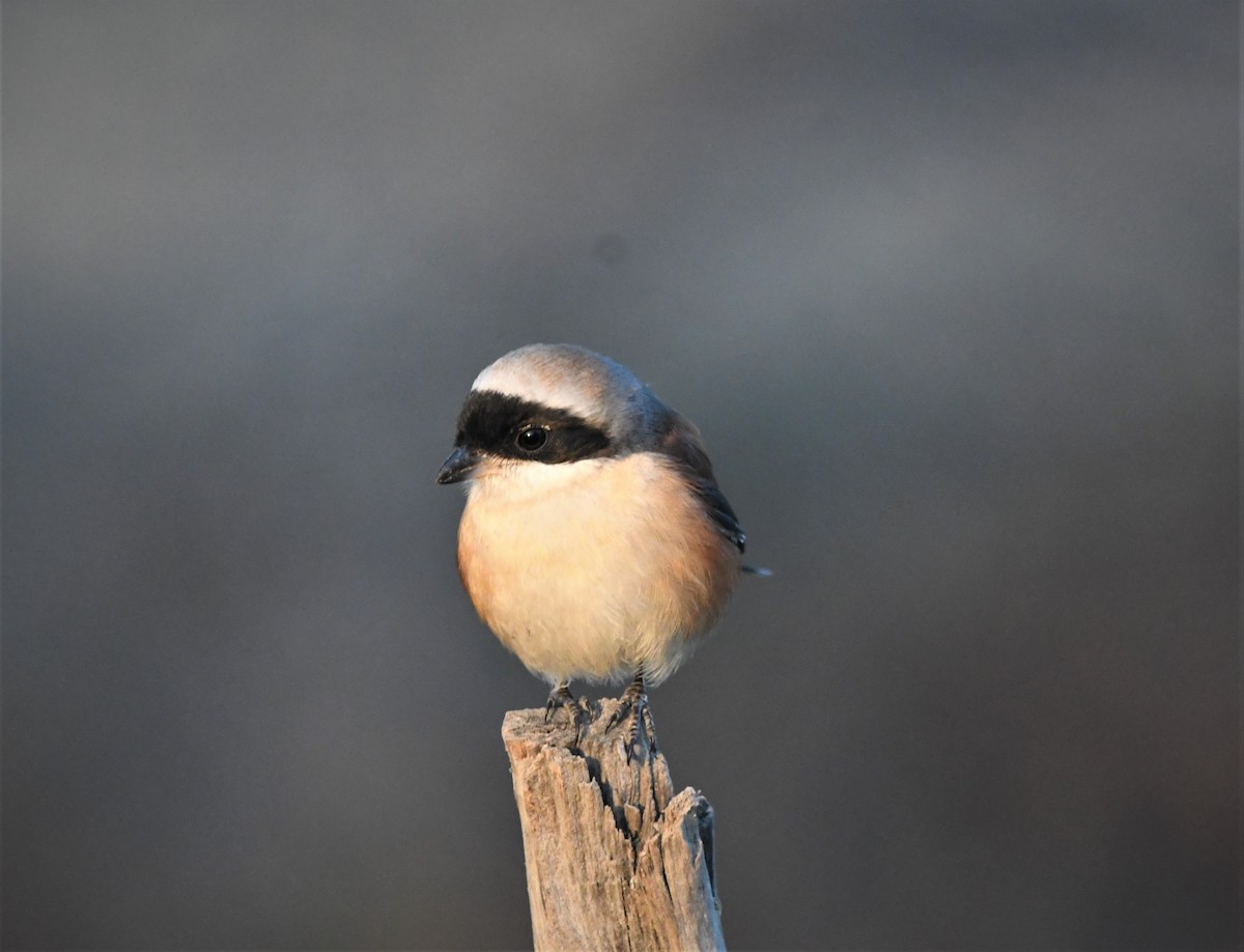 Bay-backed Shrike - ML512724191