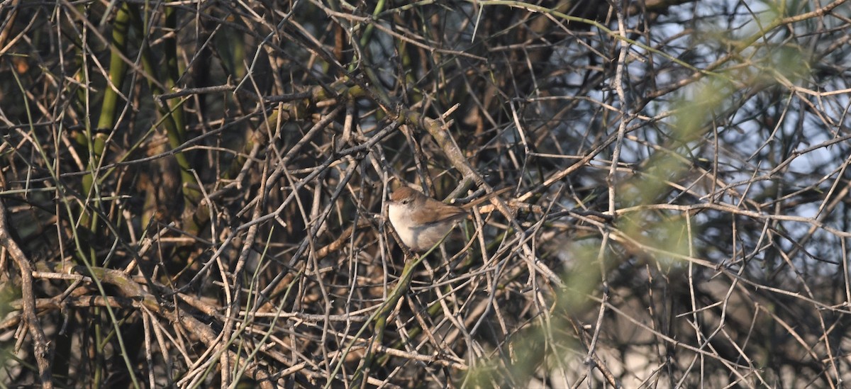 Prinia à front roux - ML512724221