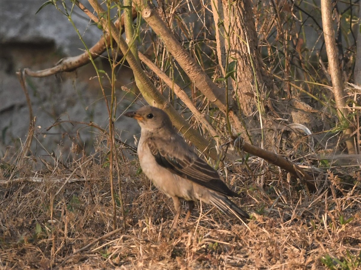 Rosy Starling - ML512724241