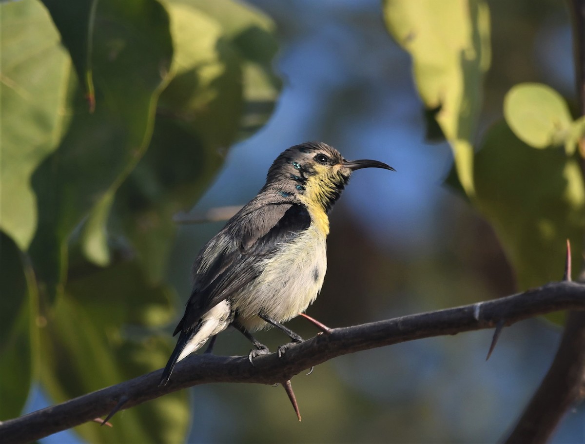 Purple-rumped Sunbird - ML512724261