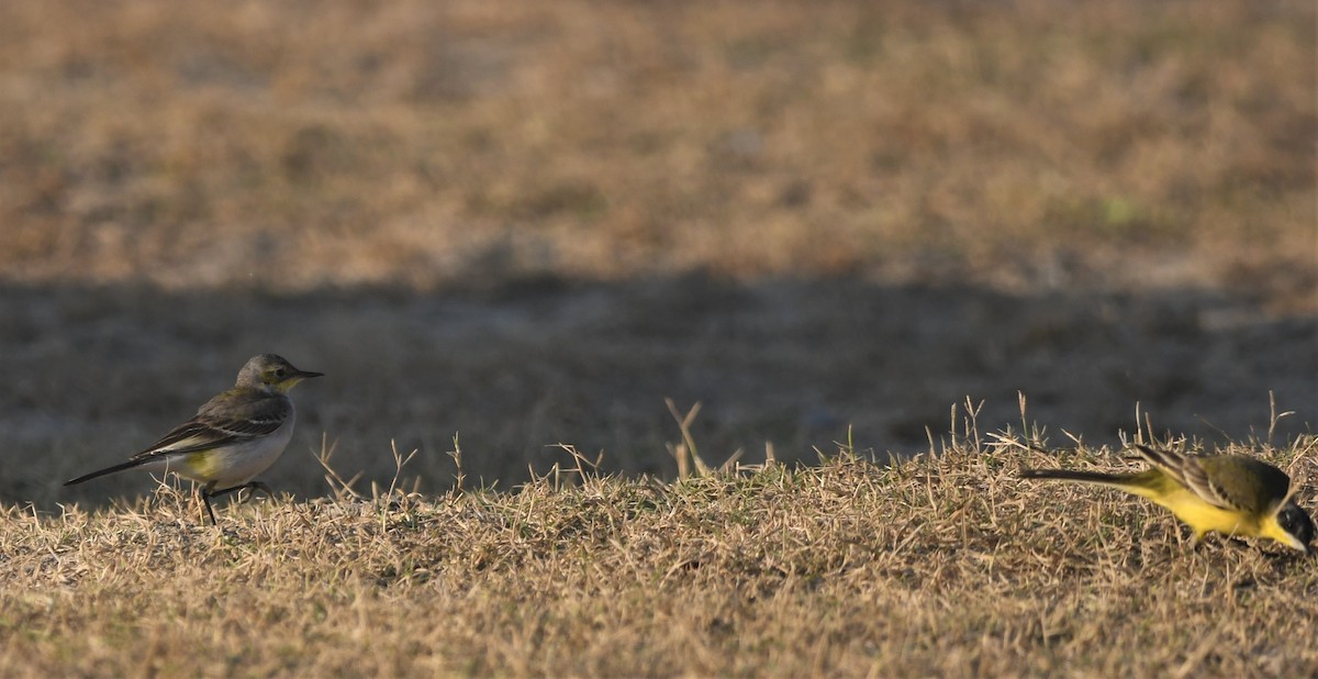 Western/Eastern Yellow Wagtail - ML512724271