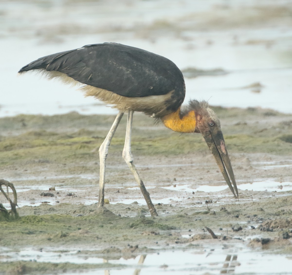 Lesser Adjutant - ML512724521