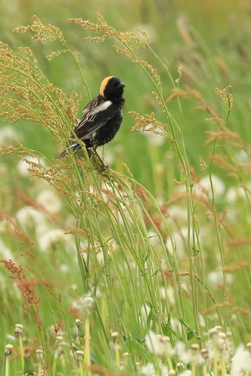 Bobolink - Mike  Jones