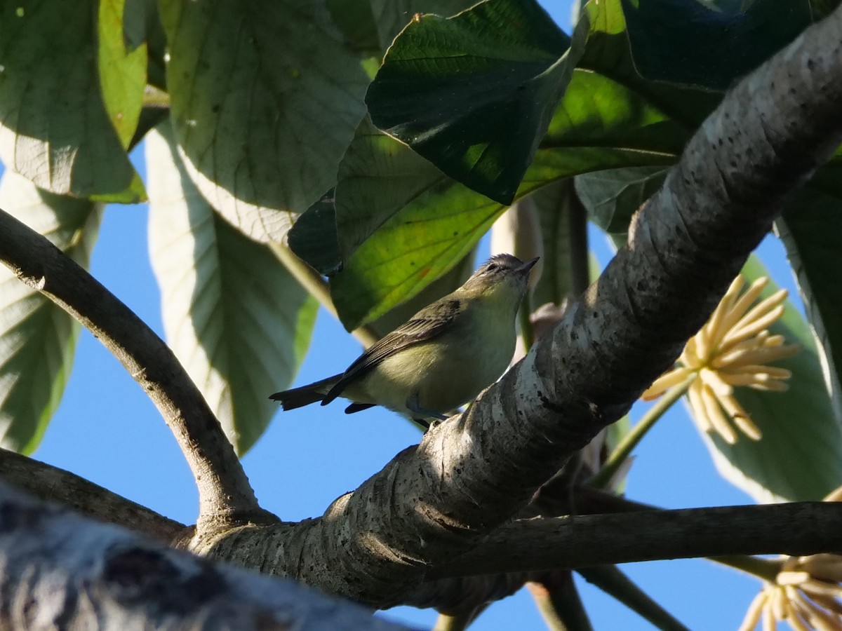 Philadelphia Vireo - ML512724801