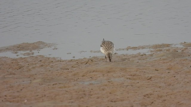 Broad-billed Sandpiper - ML512728451