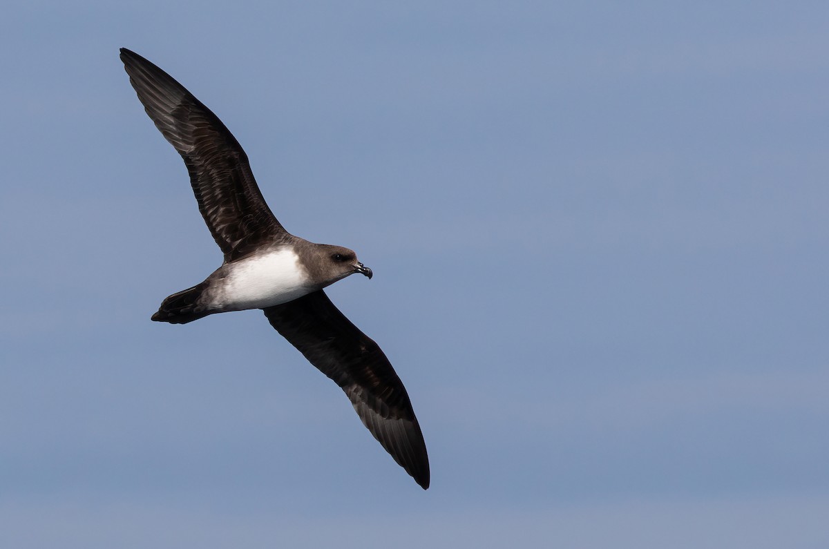 Atlantic Petrel - George Armistead | Hillstar Nature