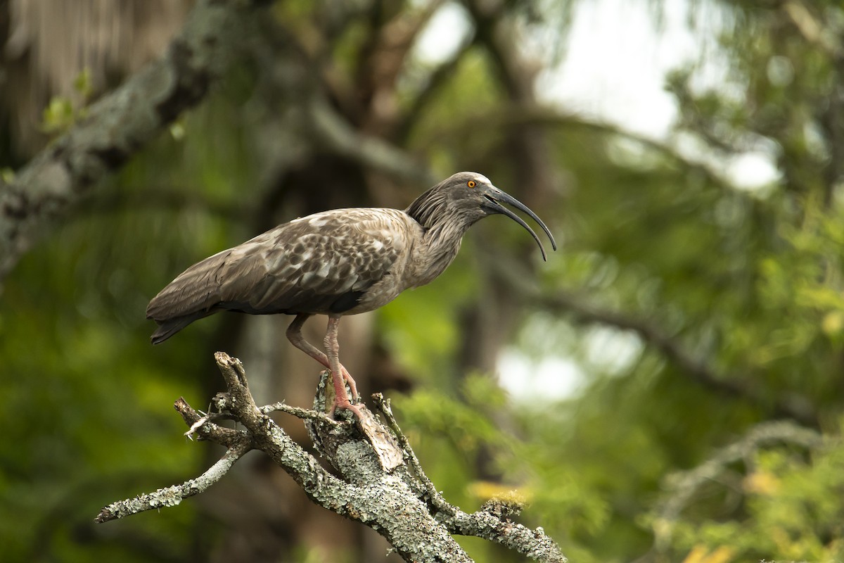 ibis běločelý - ML512729201