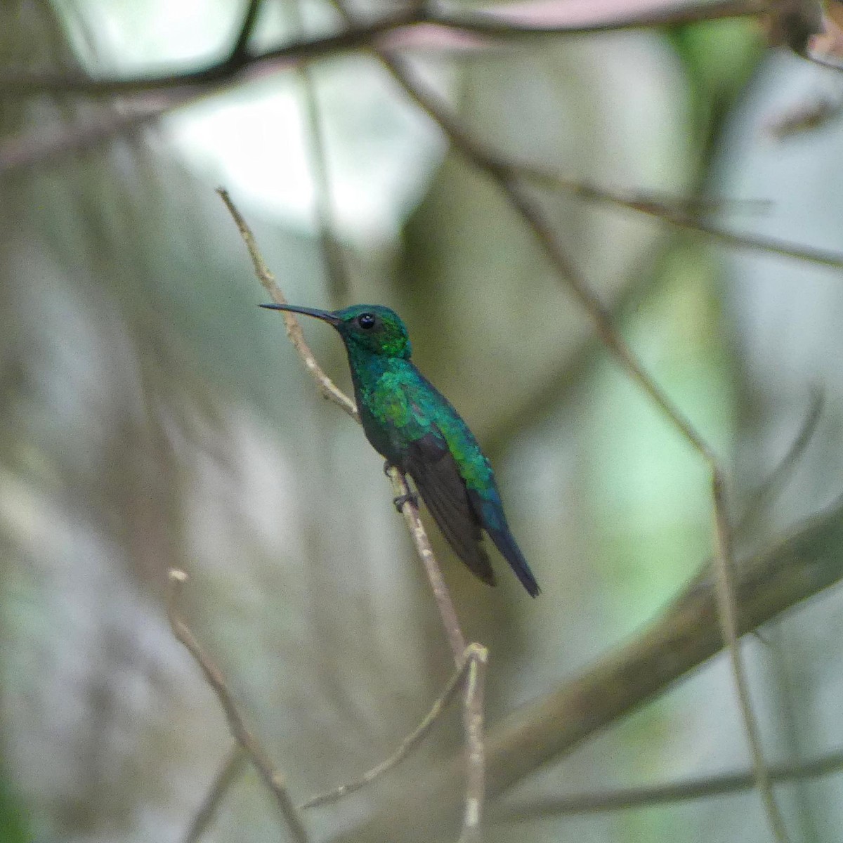 kolibřík modrobradý - ML512730171