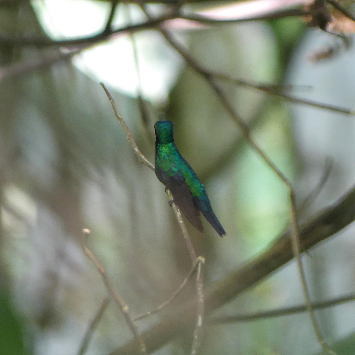 Blue-chinned Sapphire - ML512730211