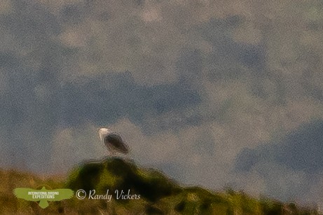 Búho Campestre (sudamericano) - ML512730371