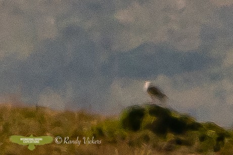 Short-eared Owl (South American) - ML512730381