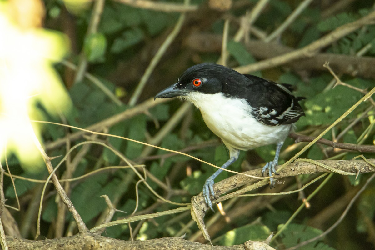 Great Antshrike - Andy Bowen