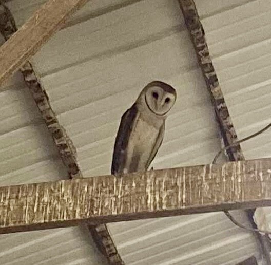 American Barn Owl - ML512731331