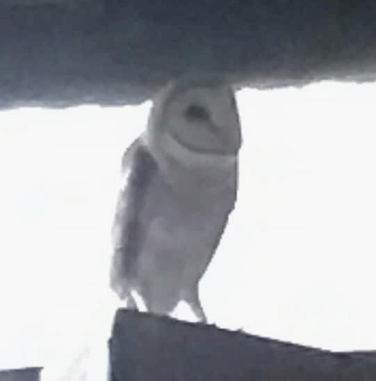 American Barn Owl - ML512731461