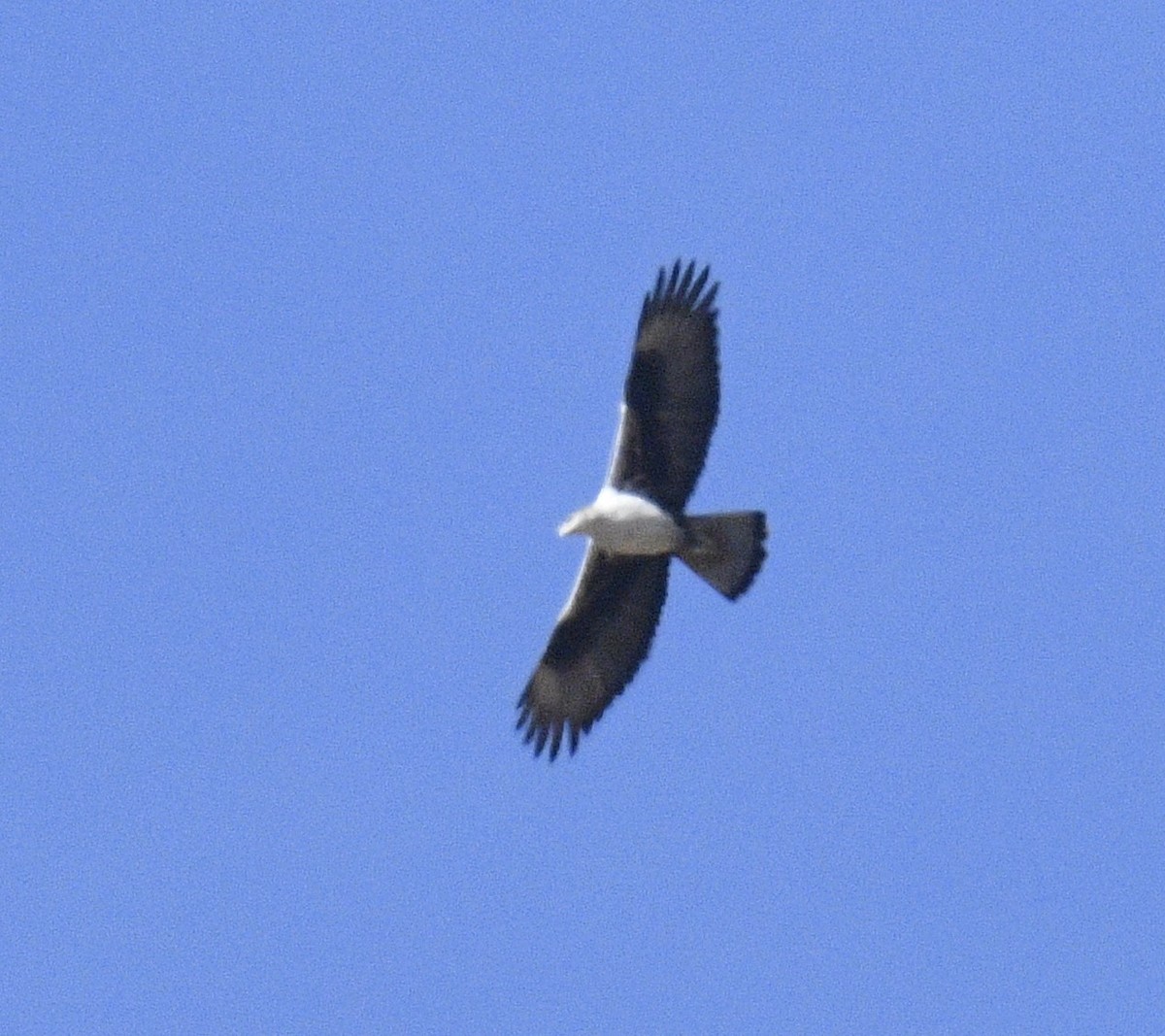 Bonelli's Eagle - ML512732051