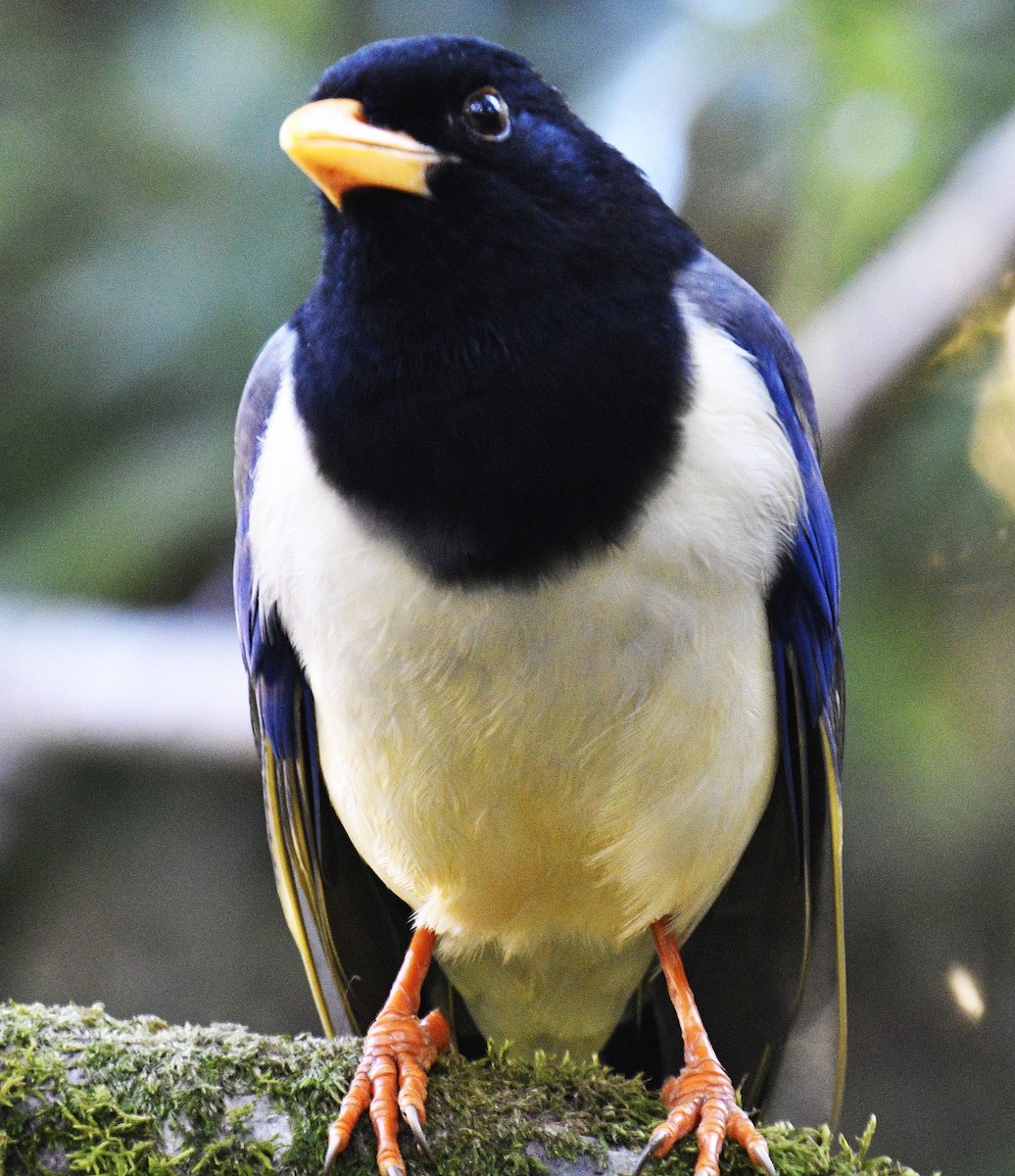 Yellow-billed Blue-Magpie - ML512733071