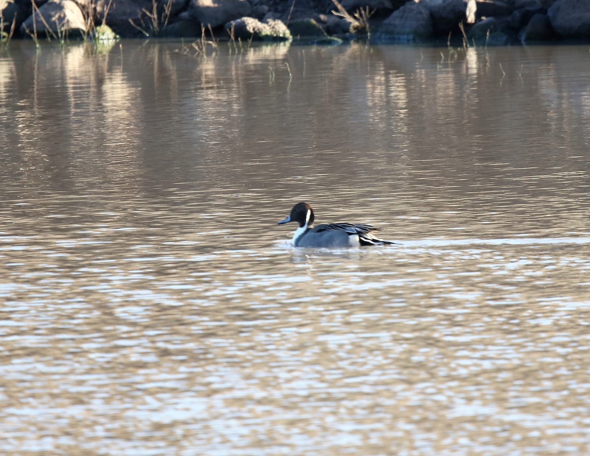 Northern Pintail - Jeff Sexton