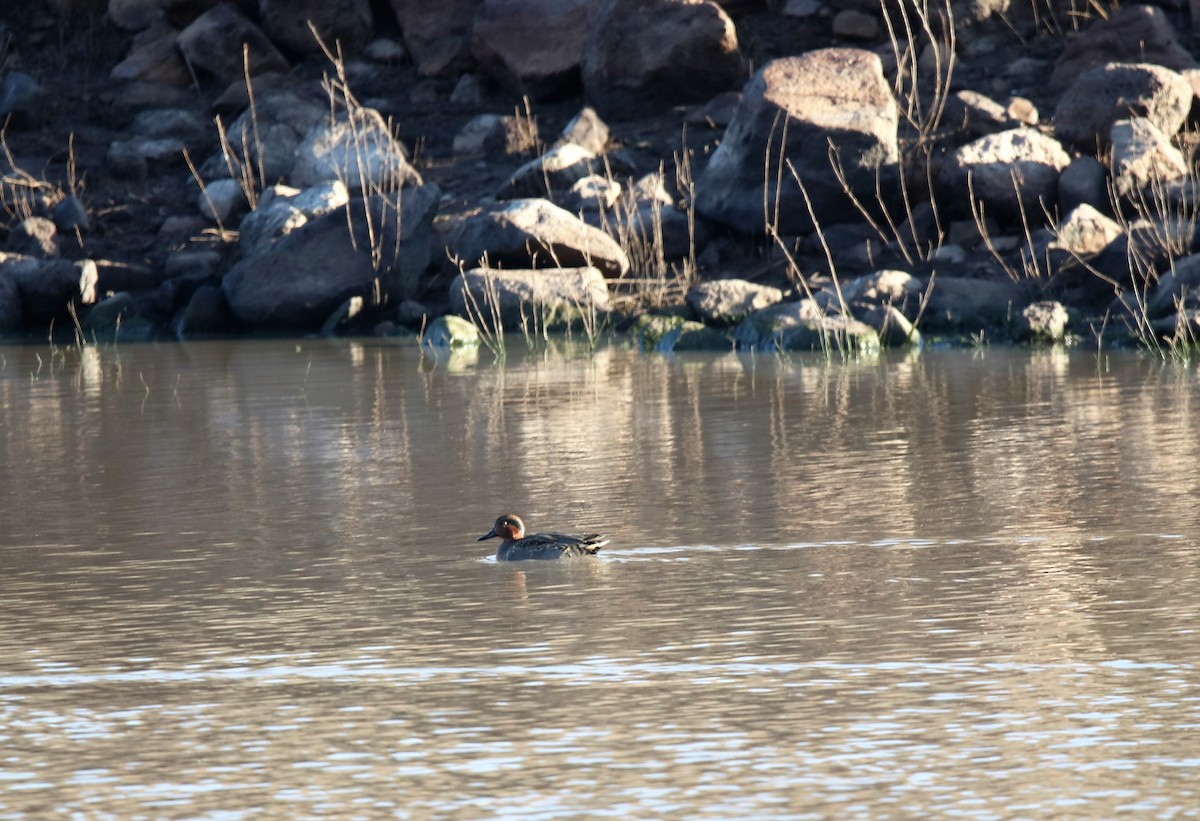 Green-winged Teal (American) - Jeff Sexton