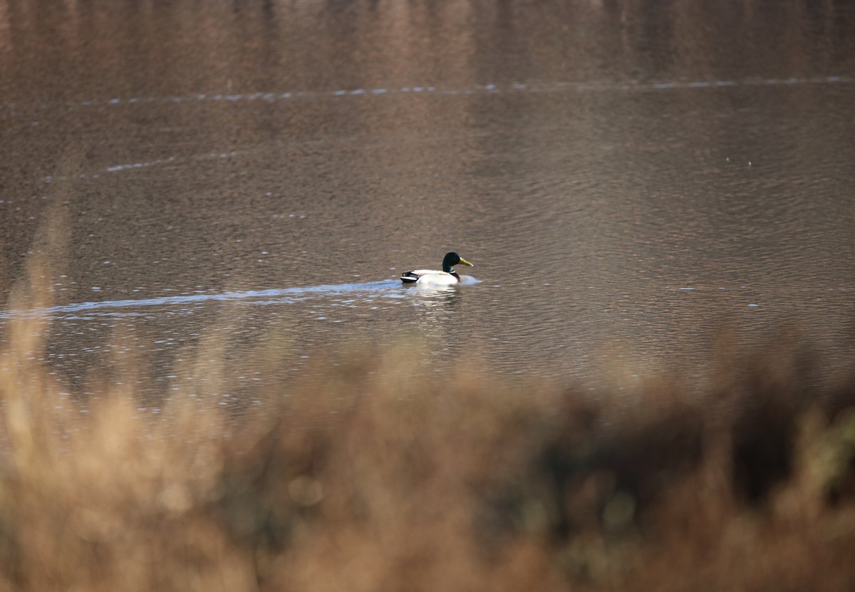 Canard colvert - ML512733701