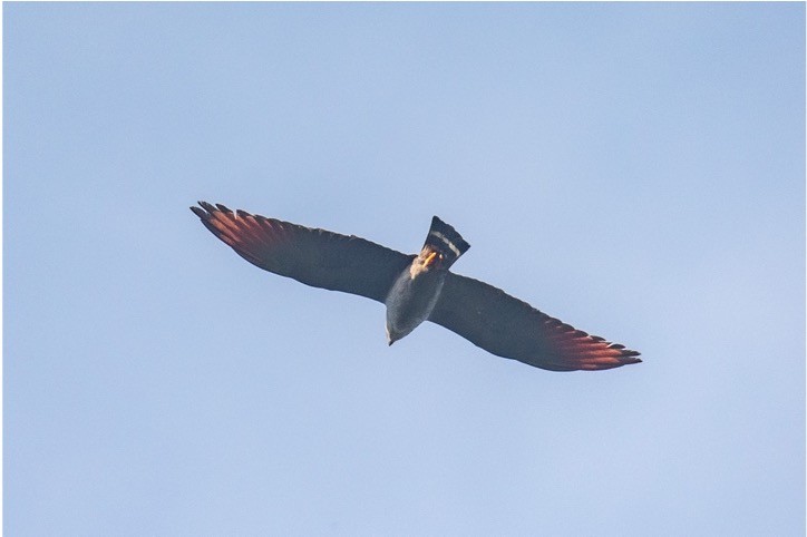 Slate-colored Hawk - louis bijlmakers