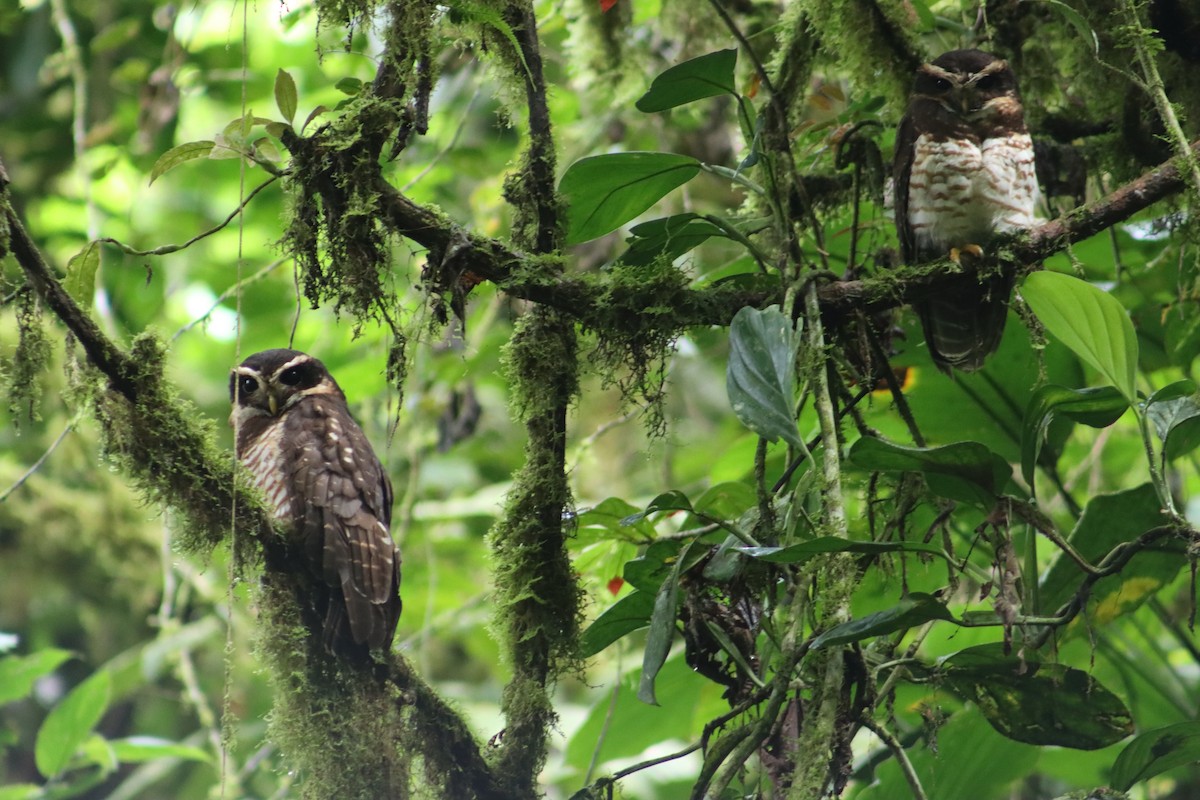 Band-bellied Owl - ML512733881