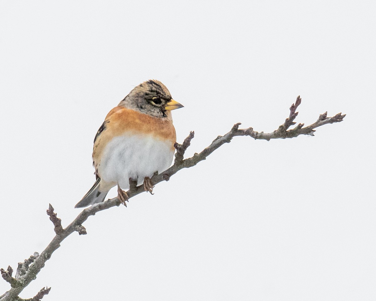 Brambling - Adrian Eisen Rupp