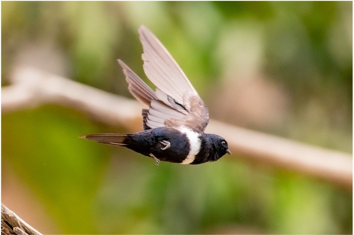 White-banded Swallow - louis bijlmakers