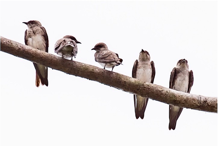 Brown-chested Martin - louis bijlmakers