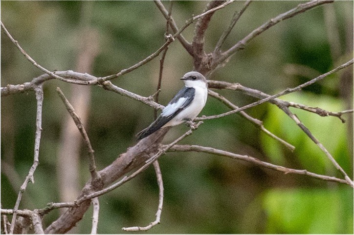 White-winged Swallow - louis bijlmakers