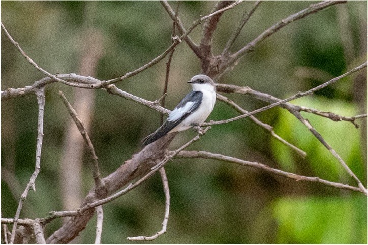 Hirondelle à ailes blanches - ML512736161