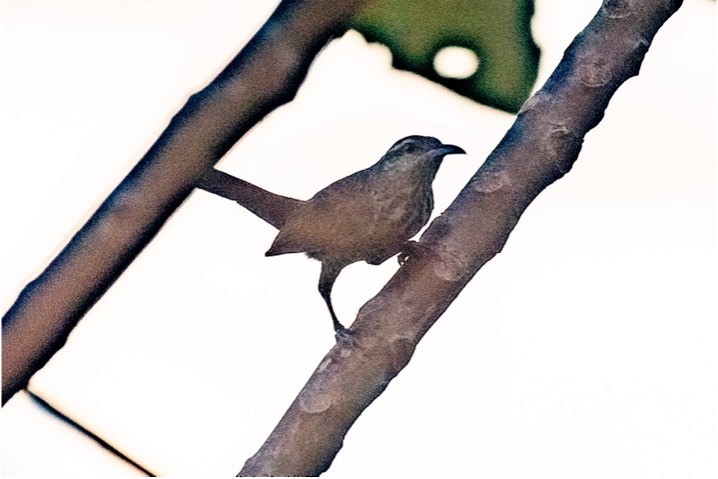 Thrush-like Wren - louis bijlmakers