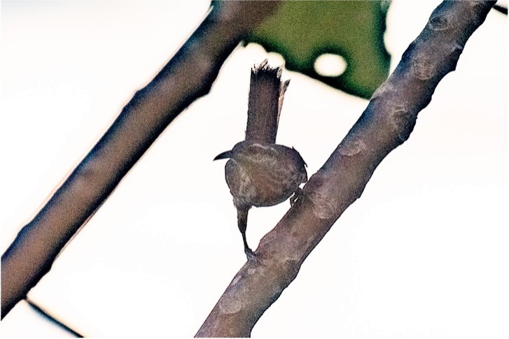 Thrush-like Wren - louis bijlmakers