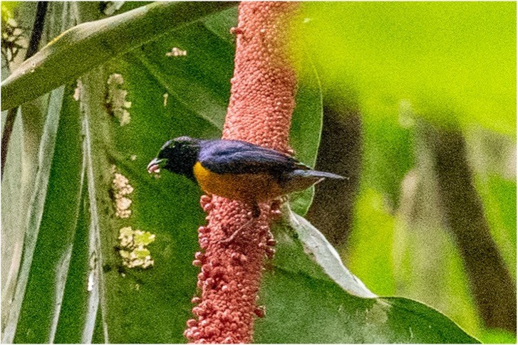 Rufous-bellied Euphonia - ML512736251