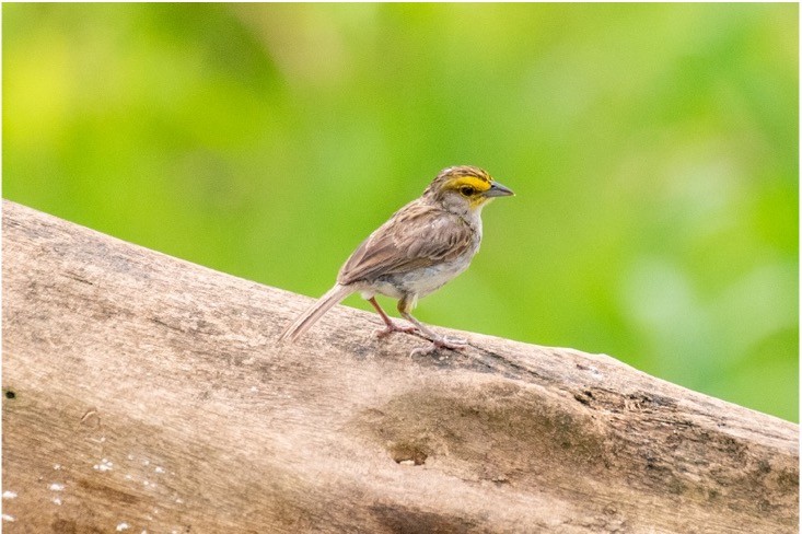 Yellow-browed Sparrow - louis bijlmakers