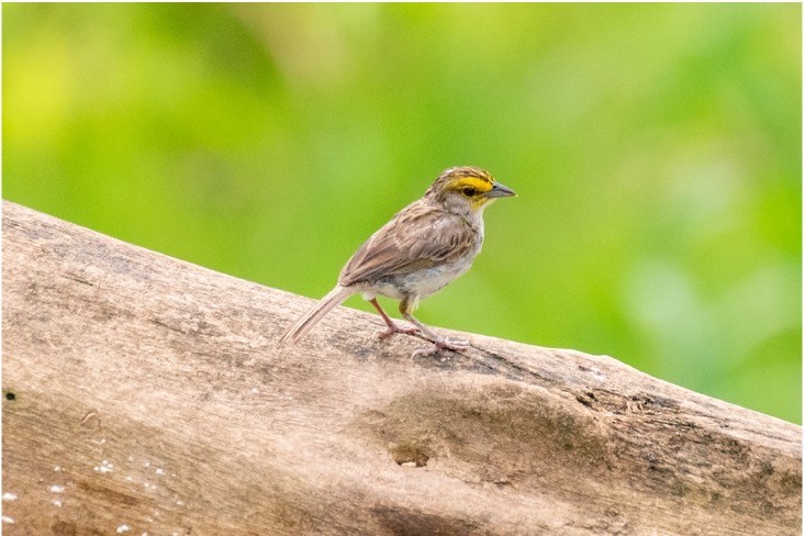 Yellow-browed Sparrow - ML512736311