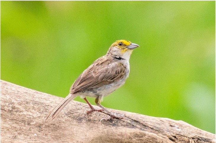 Yellow-browed Sparrow - louis bijlmakers