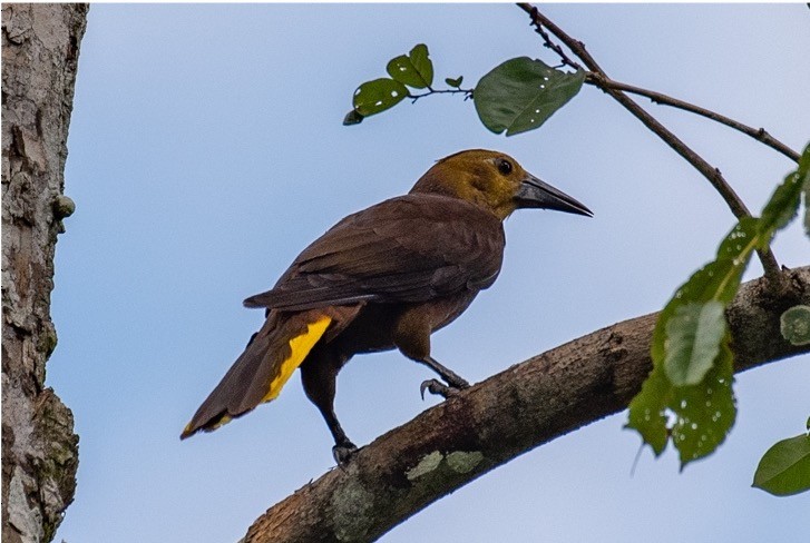 Russet-backed Oropendola - louis bijlmakers