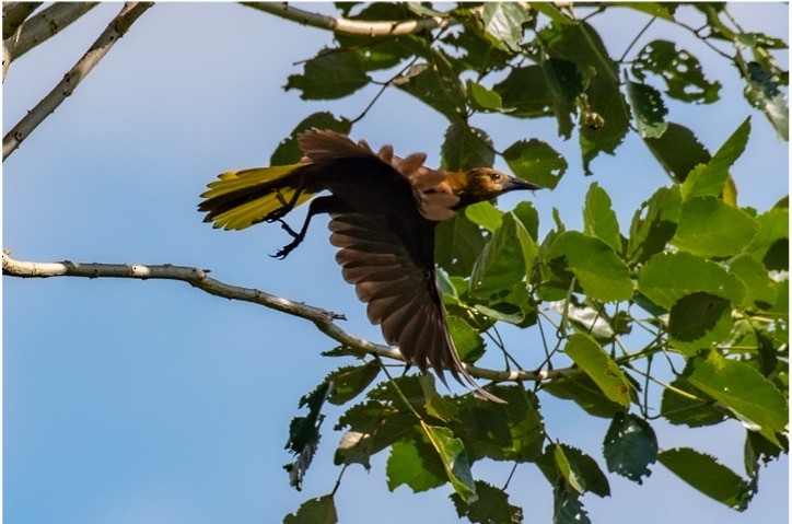 Russet-backed Oropendola - louis bijlmakers