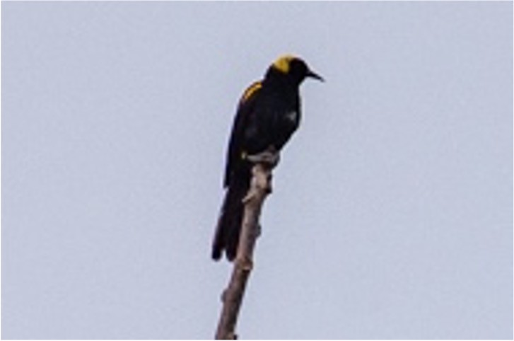 Epaulet Oriole - louis bijlmakers