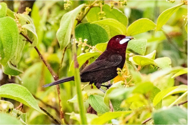 Silver-beaked Tanager - louis bijlmakers